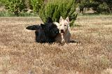 SCOTTISH TERRIER 230